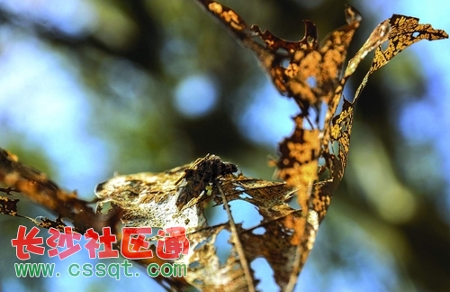 huangj1409391_nEO_IMG.jpg